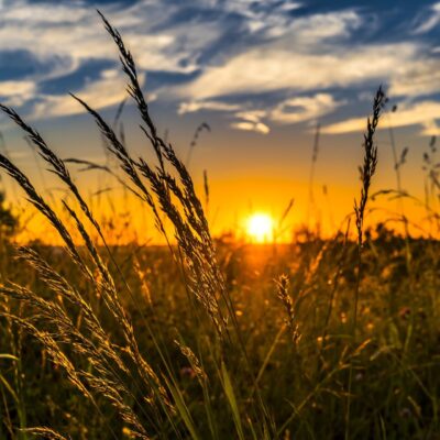 Esonero contributivo per coltivatori diretti e imprenditori agricoli, immagine in evidenza